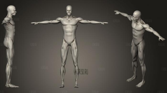 Мужская мышца